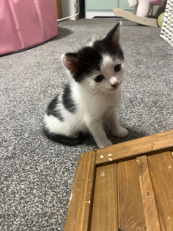 Adorable 7-Week-Old Kittens Looking for Forever Homes!