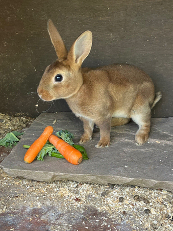 For Sale Therapy Rabbits