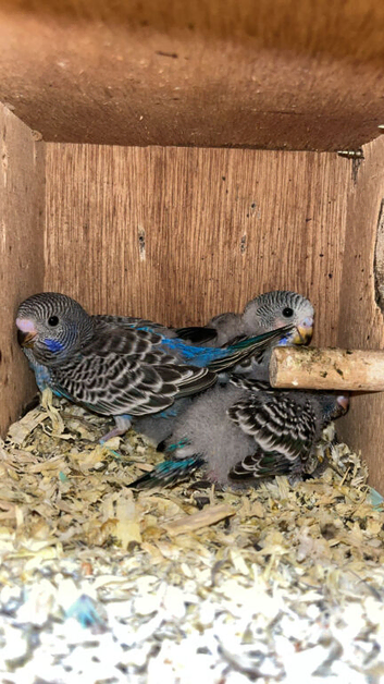 Blackface budgies