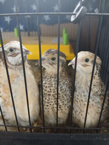 6 Female italian quail