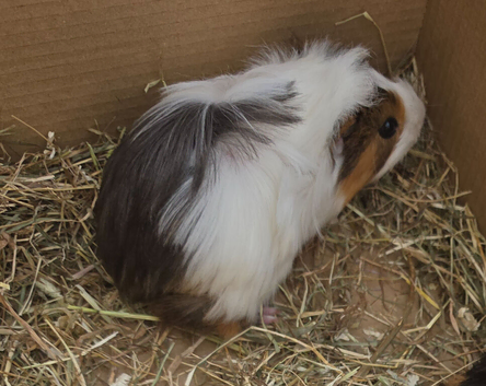 Female guinea pigs