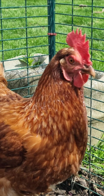 Laying Hens Chickens . Laying well. Wormed upto date