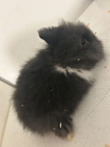 4 lion head rabbits- 9 week old