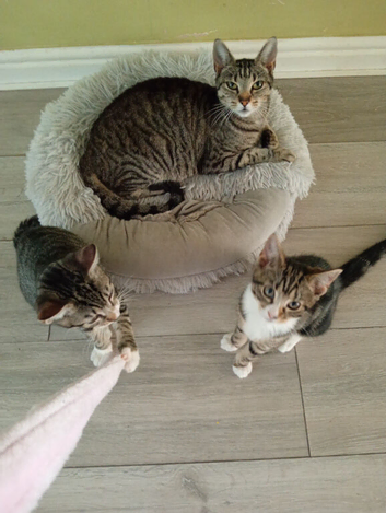Kittens