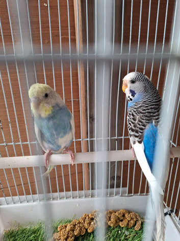 2 young female budgies may 2026 breed