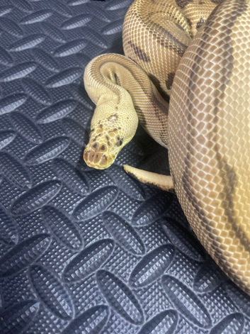 Pastel Batman female proven