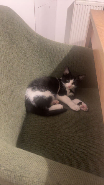 10 week old kitten