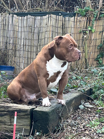 Pocket bully stud