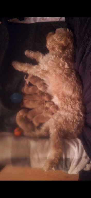 8 adorable puppies