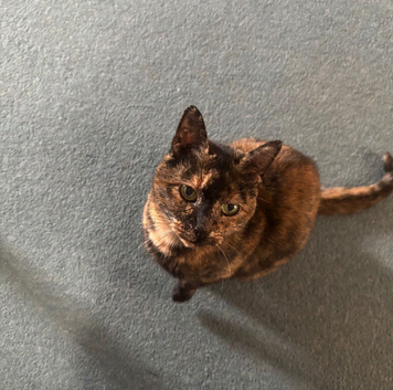 2 cats for rehoming