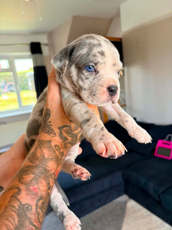 Cane corso x North American mastiff