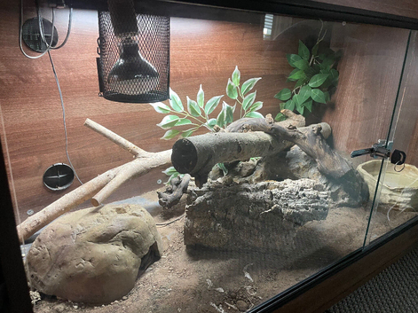 Royal python rehome 14 years full set up