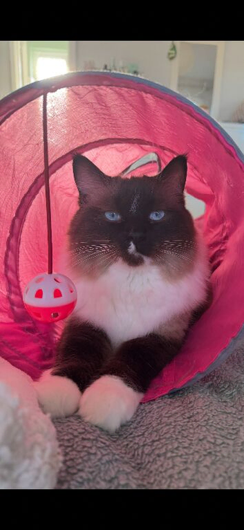 Male ragdoll
