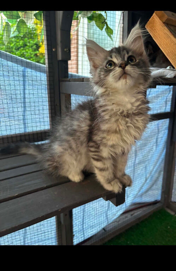 Main coon kittens
