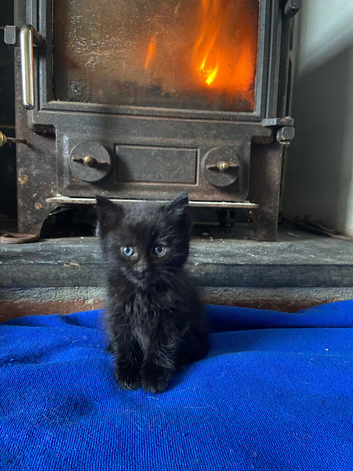 Full black little boy kitten