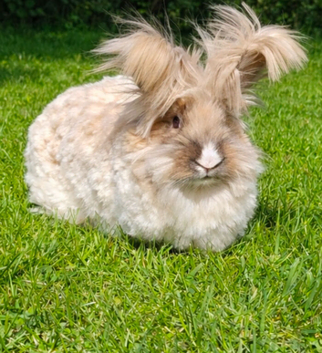 2 year old English Angora Doe