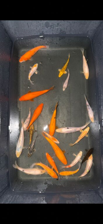 koi