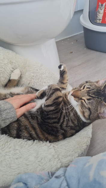 Bouncy ball mackerel tabby white 9 month kitten!!