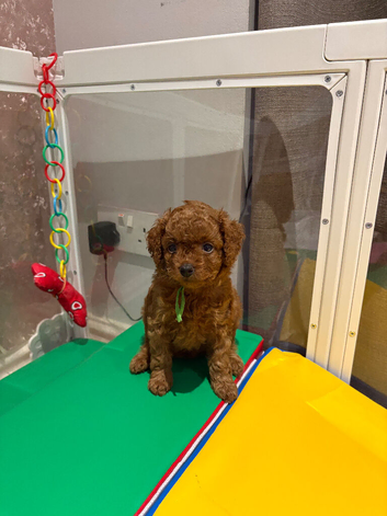 Last 1 F1BB Toy Cavapoo