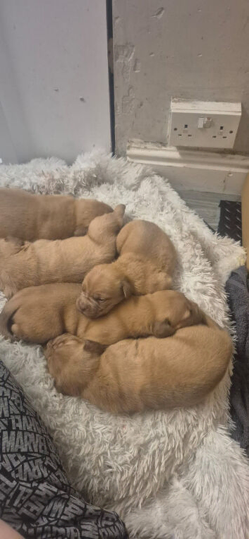 Dogue de boardeux puppies