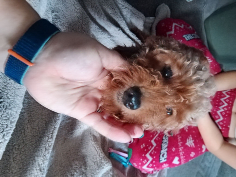 Amazing cockapoo
