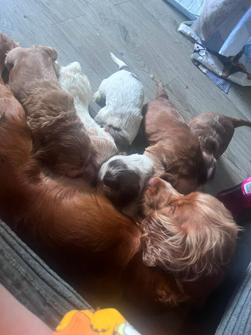 2 boy show Cocker spaniels for sale