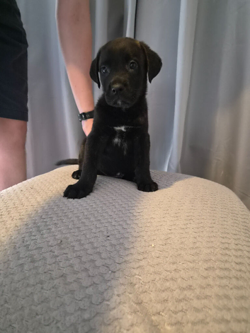 Staffy cross Mastiff pups