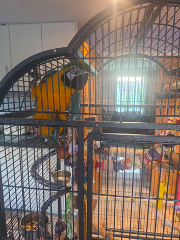 1 year old hand reared tame blue and gold macaw