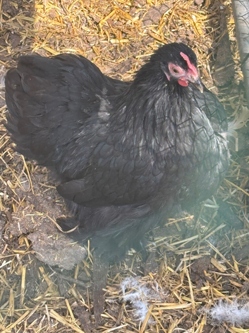 Pekins available in various colours