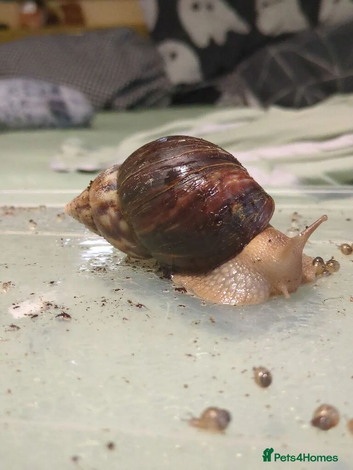 Giant African land snails
