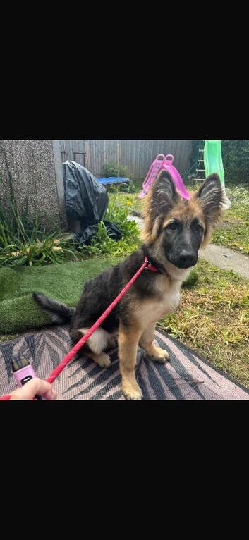 Beautiful  male gsd for sale!