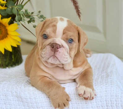 English Bulldog Puppies