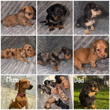 Miniature Dachshund Puppies