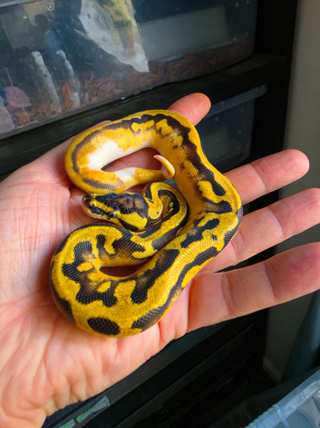 Enchi pastel pied het clown royal python male