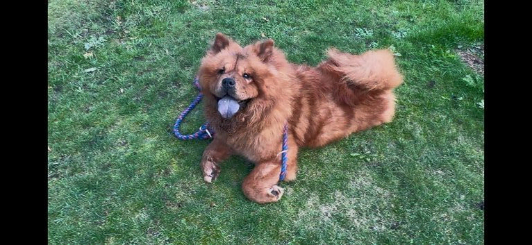 red chow chow