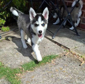 Gorgeous Pomsky puppies