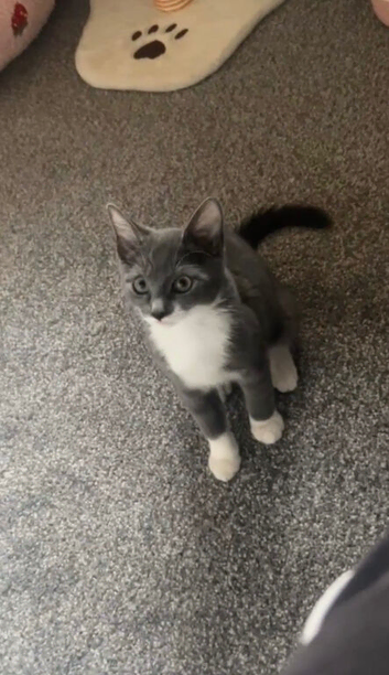 Grey and white beautiful cat