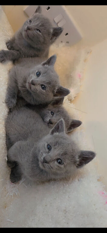 Full Pedigree Russian Blues