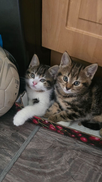 4 kittens