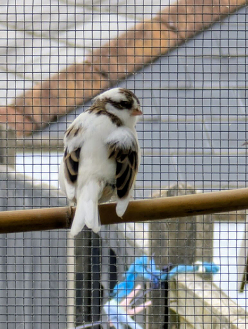Beautiful Gloster x Mosaic Canaries (5 available)
