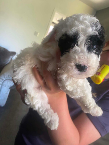 Cockapoo puppies for sale