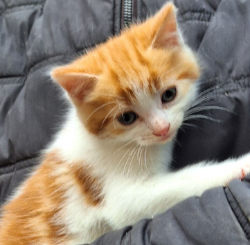 Stunning kittens. Beautiful colours and characters