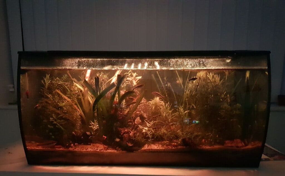 Stable Low Maintenance Planted Tank