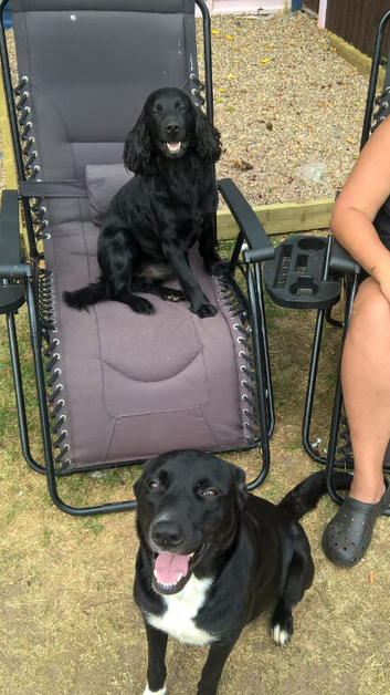 puppies