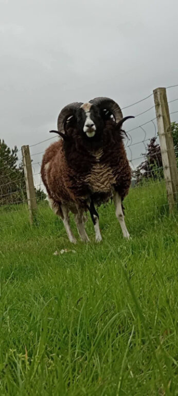 3 shear Jacob Tup