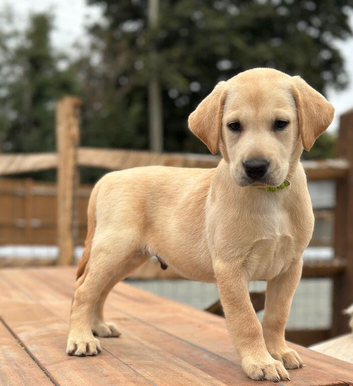 Labrador pups