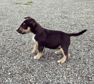 English bull terrier puppies