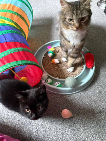 Mother and kitten (AVAILABLE)