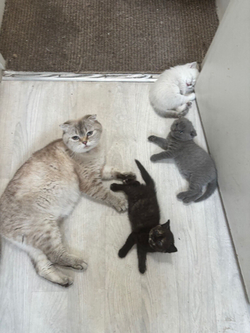 Scottish fold