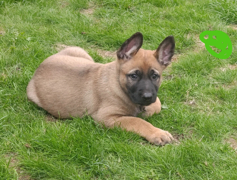 Beautiful German Shepherd X Belgium Malinois (Shepinois) puppies